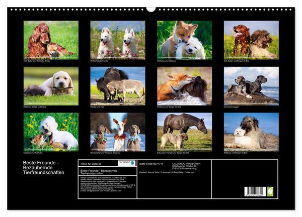 Produktbild: Beste Freunde - Bezaubernde Tierfreundschaften (Wandkalender 2026 DIN A2 quer), CALVENDO Monatskalender