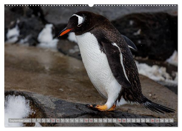 Produktbild: Einfach liebenswert diese Pinguine (hochwertiger Premium Wandkalender 2026 DIN A2 quer), Kunstdruck in Hochglanz
