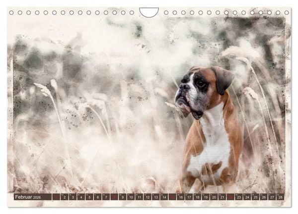 Produktbild: Boxer Photo&Kunst (Wandkalender 2026 DIN A4 quer), CALVENDO Monatskalender