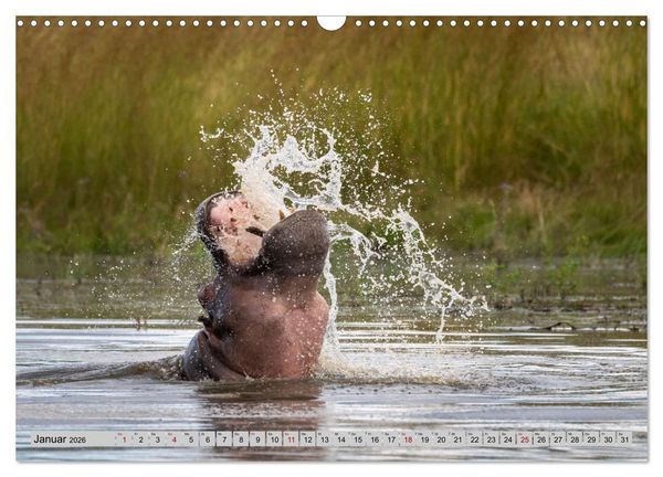 Produktbild: Wildes Okavangodelta (Wandkalender 2026 DIN A3 quer), CALVENDO Monatskalender