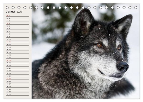 Produktbild: W&ouml;lfe. Verwegene Anmut (Tischkalender 2026 DIN A5 quer), CALVENDO Monatskalender