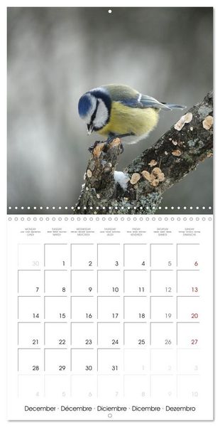 Produktbild: M&eacute;sange bleue en G&acirc;tinais (Calendrier mural carr&eacute; 2026 30x30 cm) Calendrier double avec une page pour vos prises de notes