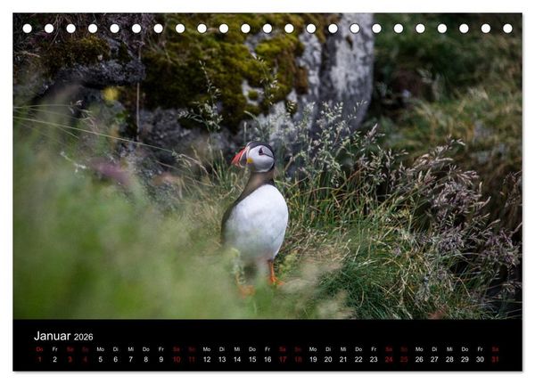 Produktbild: Puffins - V&ouml;gel des Nordens (Tischkalender 2026 DIN A5 quer), CALVENDO Monatskalender