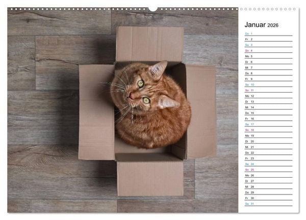 Produktbild: Karton Katzen (Wandkalender 2026 DIN A2 quer), CALVENDO Monatskalender