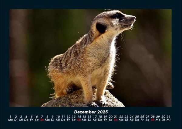 Produktbild: Welt der Tiere 2025 Fotokalender DIN A4
