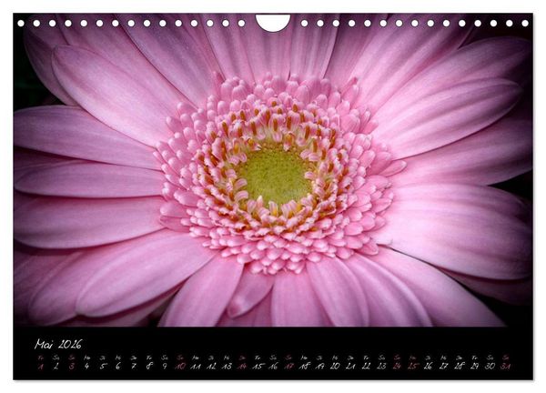 Produktbild: Serenade - Visuelle Musik der Blumen (Wandkalender 2026 DIN A4 quer), CALVENDO Monatskalender