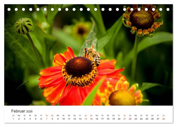 Produktbild: Bienen und Waben (Tischkalender 2026 DIN A5 quer), CALVENDO Monatskalender