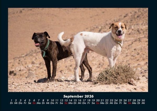 Produktbild: Hunde 2026 Fotokalender DIN A4