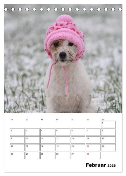 Produktbild: Tender Fellows - Parson Russell Terrier (Tischkalender 2026 DIN A5 hoch), CALVENDO Monatskalender