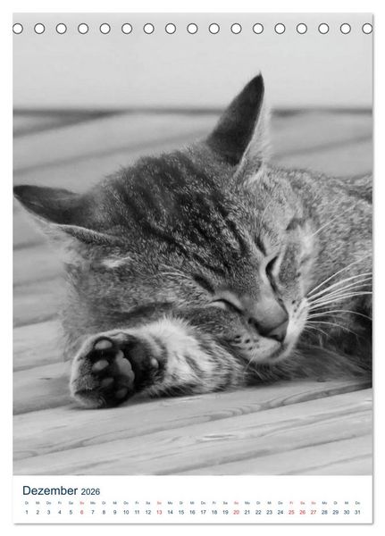 Produktbild: Wilde Katzen - Korsikas Samtpfoten (Tischkalender 2026 DIN A5 hoch), CALVENDO Monatskalender
