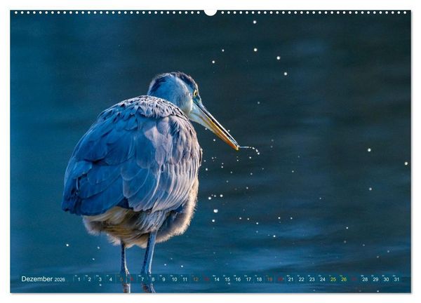 Produktbild: Kanadareiher und Graureiher (Wandkalender 2026 DIN A2 quer), CALVENDO Monatskalender