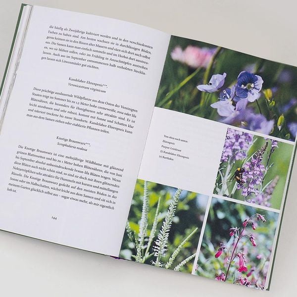Produktbild: Bienenweide und Hummelparadies
