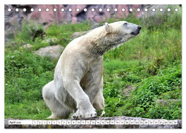 Produktbild: B&auml;ren - Der Eisb&auml;r und der Kamtschatka-Braunb&auml;r (Tischkalender 2026 DIN A5 quer), CALVENDO Monatskalender