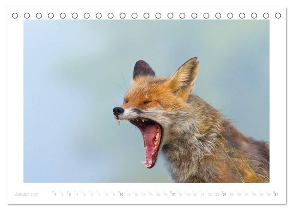 Produktbild: Der Rotfuchs (Tischkalender 2027 DIN A5 quer), CALVENDO Monatskalender
