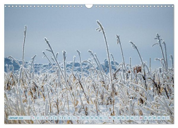 Produktbild: Wildwuchs 2026 (Wandkalender 2026 DIN A3 quer), CALVENDO Monatskalender