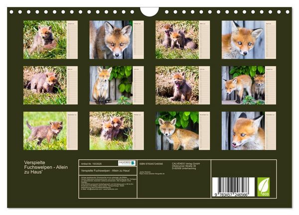 Produktbild: Verspielte Fuchswelpen - Allein zu Haus' (Wandkalender 2026 DIN A4 quer), CALVENDO Monatskalender