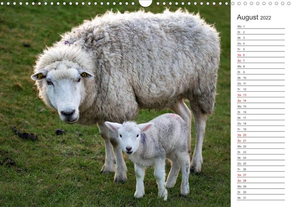 Produktbild: Deichschafe (Wandkalender 2022 DIN A3 quer)