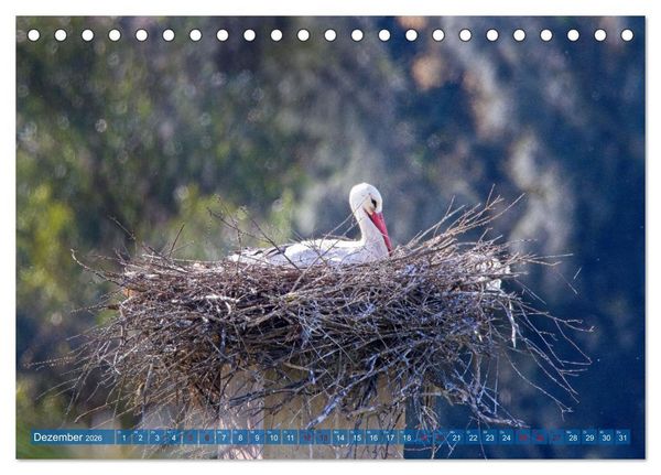 Produktbild: V&ouml;gel der Algarve (Tischkalender 2026 DIN A5 quer), CALVENDO Monatskalender