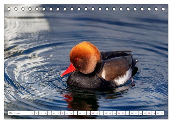 Produktbild: Vogelwelt am Bodensee 2026 (Tischkalender 2026 DIN A5 quer), CALVENDO Monatskalender