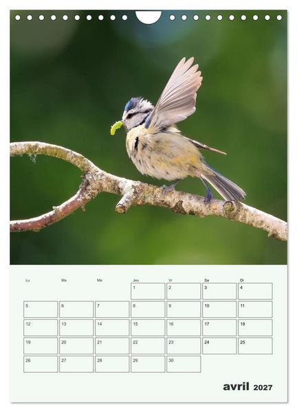 Produktbild: Le monde intime des oiseaux (Calendrier mural 2027 DIN A4 horizontal), CALVENDO calendrier mensuel