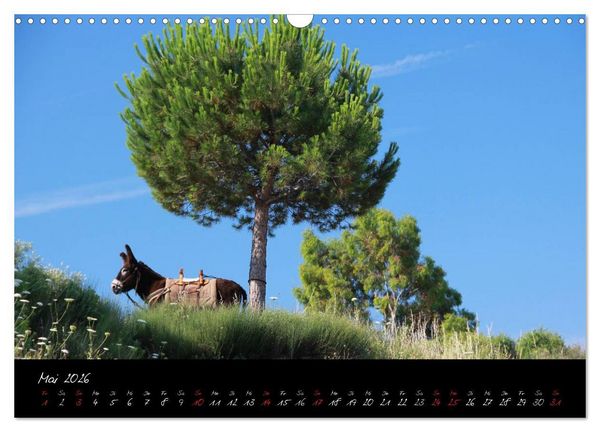 Produktbild: Esel - liebenswerte Langohren (Wandkalender 2026 DIN A3 quer), CALVENDO Monatskalender