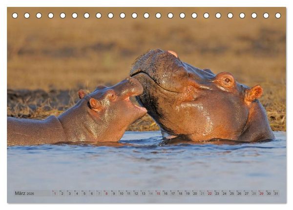 Produktbild: Flusspferde Magie des Augenblicks - Hippos in Afrika (Tischkalender 2026 DIN A5 quer), CALVENDO Monatskalender