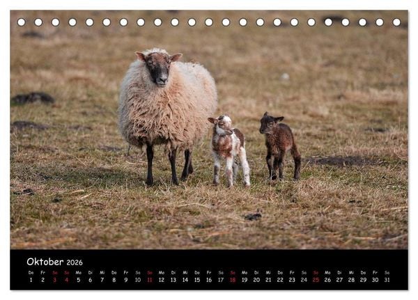 Produktbild: Schafe und L&auml;mmer (Tischkalender 2026 DIN A5 quer), CALVENDO Monatskalender