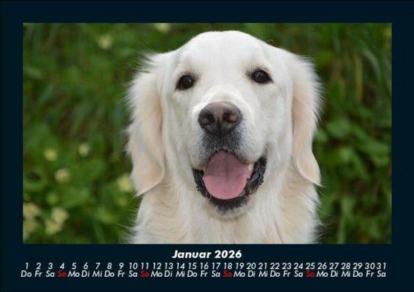 Produktbild: Der Hundekalender 2026 Fotokalender DIN A5