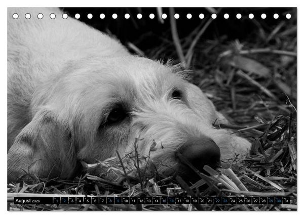 Produktbild: Carissimo Spinone Italiano (Tischkalender 2026 DIN A5 quer), CALVENDO Monatskalender