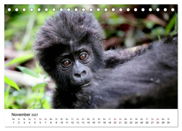 Produktbild: UGANDA - Berggorillas & Chimps (Tischkalender 2027 DIN A5 quer), CALVENDO Monatskalender