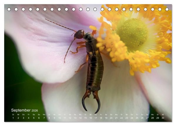 Produktbild: Eine Safari im Garten (Tischkalender 2026 DIN A5 quer), CALVENDO Monatskalender
