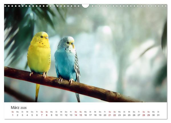 Produktbild: Zwitscherzeit - Ein Kalender voller Wellensittiche (Wandkalender 2026 DIN A3 quer), CALVENDO Monatskalender