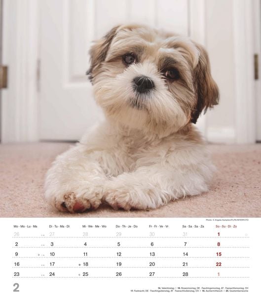 Produktbild: Niedliche Hundekinder 2026 - Wand-Kalender - Tier-Kalender - 30x34