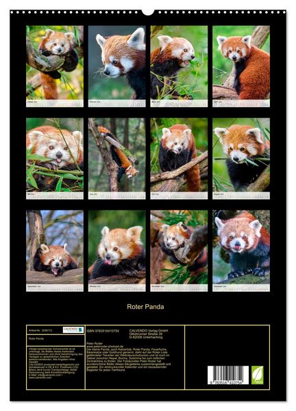 Produktbild: Roter Panda (Wandkalender 2026 DIN A2 hoch), CALVENDO Monatskalender