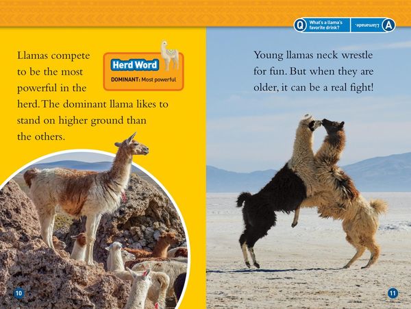 Produktbild: Llamas (National Geographic Kids Readers, Level 1)