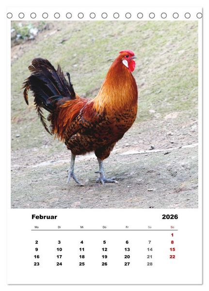 Produktbild: Bauernhoftiere, ganz nah dran (Tischkalender 2026 DIN A5 hoch), CALVENDO Monatskalender
