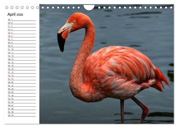 Produktbild: Elegante Flamingo (Wandkalender 2026 DIN A4 quer), CALVENDO Monatskalender