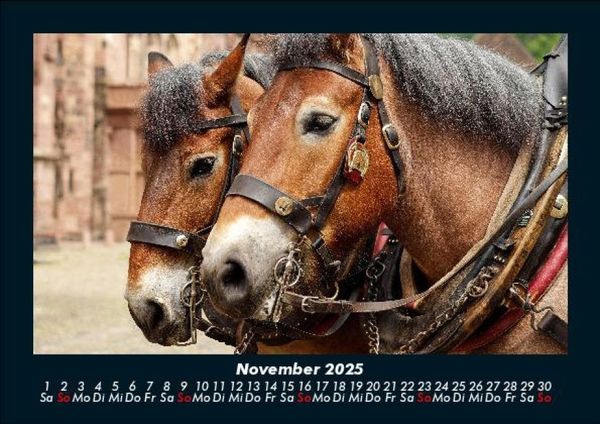 Produktbild: Pferde Kalender 2025 Fotokalender DIN A5