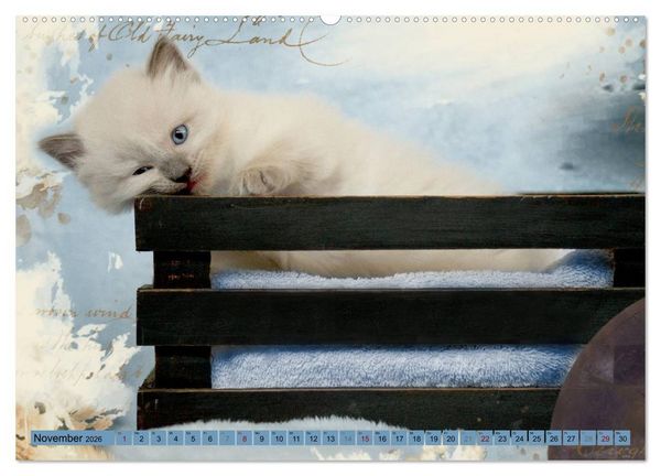 Produktbild: RAGDOLLS Impressionen aus der Kinderstube (hochwertiger Premium Wandkalender 2026 DIN A2 quer), Kunstdruck in Hochglanz