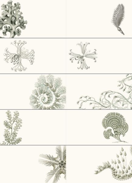 Produktbild: Art Forms in Nature