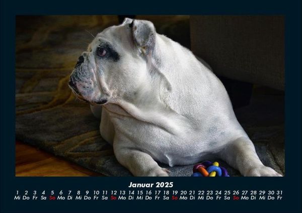 Produktbild: Hundezauber 2025 Fotokalender DIN A4