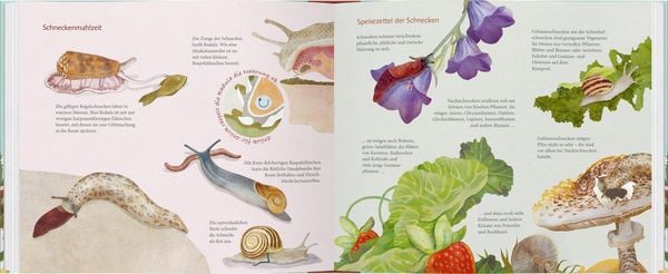 Produktbild: Schau mal, eine Schnecke!