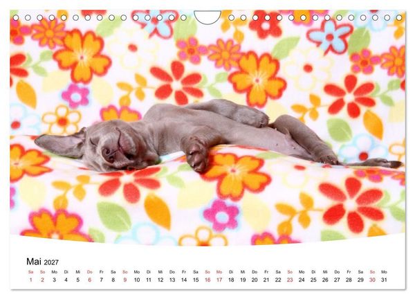 Produktbild: S&uuml;&szlig;e Tr&auml;ume 2027 - schlafende Hundewelpen (Wandkalender 2027 DIN A4 quer), CALVENDO Monatskalender