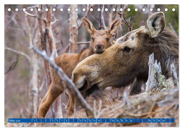 Produktbild: FIRST STEPS FOR BABY MOOSE (Desk Calendar 2026 DIN A5 landscape), CALVENDO 12 Month DeskCalendar