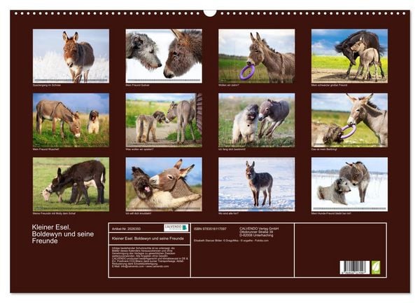 Produktbild: Kleiner Esel. Boldewyn und seine Freunde (Wandkalender 2026 DIN A2 quer), CALVENDO Monatskalender