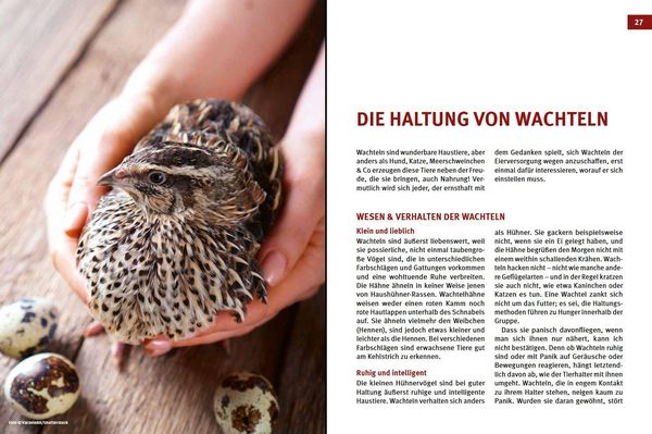 Produktbild: Wachteln