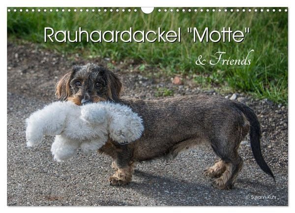 Produktbild: Rauhaardackel Motte & Friends (Wandkalender 2026 DIN A3 quer), CALVENDO Monatskalender