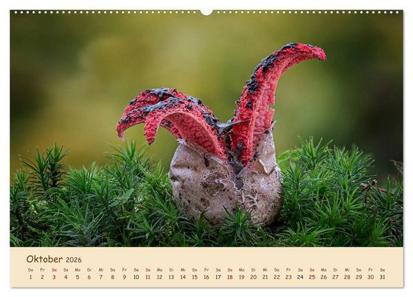 Produktbild: Pilzgalerie - Eindrucksvolle Aufnahmen von unseren heimischen Pilzen (Wandkalender 2026 DIN A2 quer), CALVENDO Monatskalender