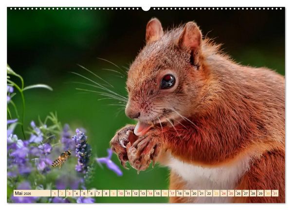 Produktbild: Eichh&ouml;rnchen - immer wieder s&uuml;&szlig; (Wandkalender 2026 DIN A2 quer), CALVENDO Monatskalender