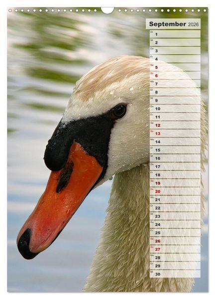 Produktbild: Stolze Schw&auml;ne (Wandkalender 2026 DIN A3 hoch), CALVENDO Monatskalender